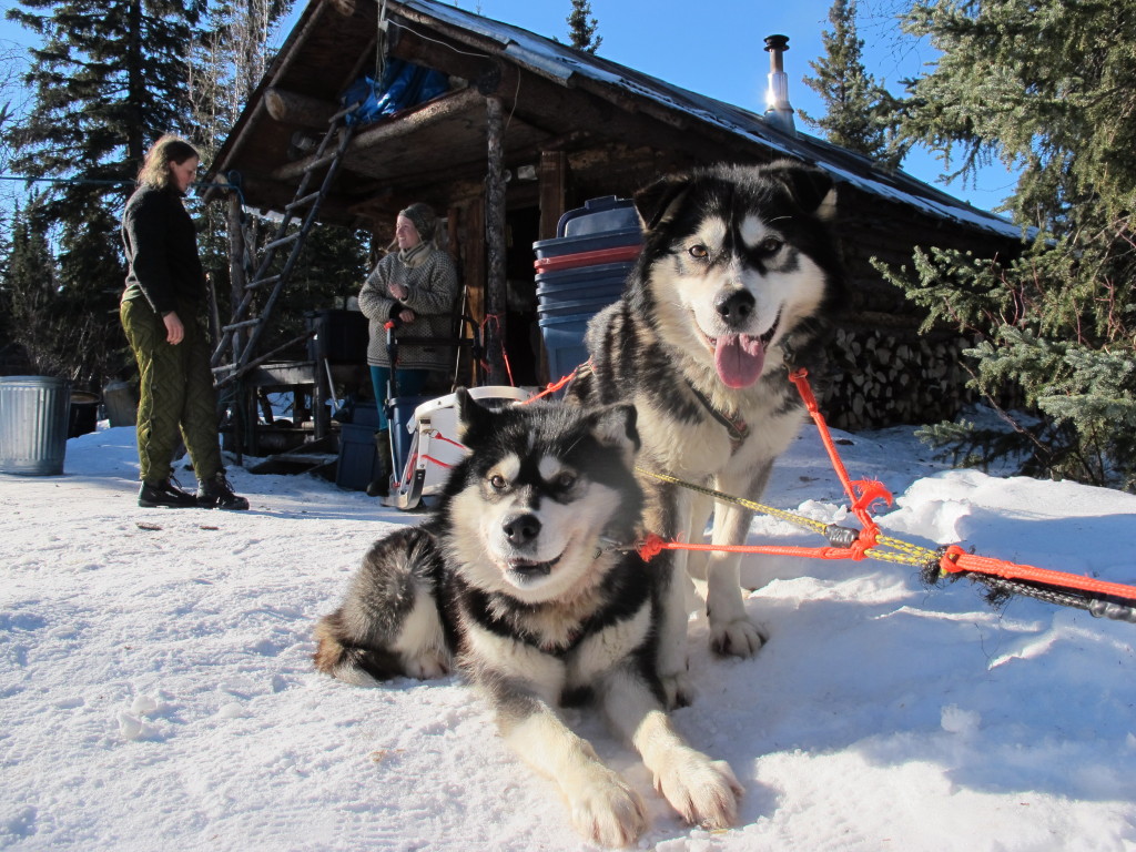 I mars starter verdens lengste hundeløp: Iditarod. Takotna er et sentralt sjekkpunkt, omtrent halvveis i det 180 mil lange løpet, og kursdeltakerne vil få jobbe som frivillige her.