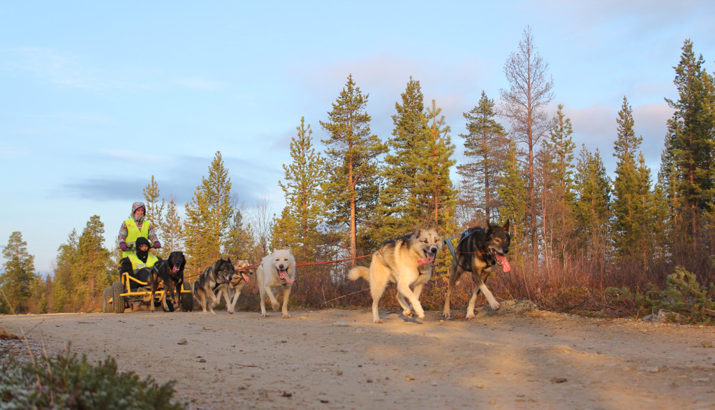 naturen i Finnmark innbyr til mye spennende friluftsliv. Hundekjøring er en populær aktivitet både høst og vinter. Foto: Marianne Moen