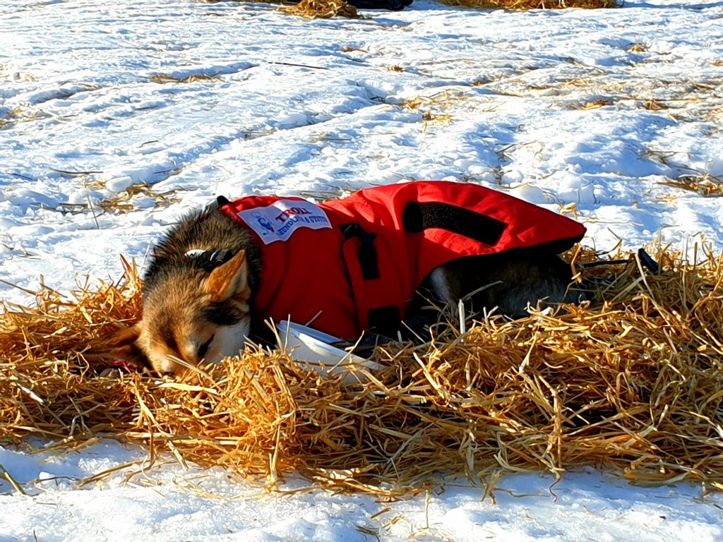 Hund sover i halm