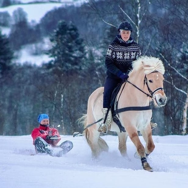 Du kan finne mange linjer med hester, hunder og generelt om dyreomsorg på norske folkehøgskoler. Bilde: Torshus folkehøgskole