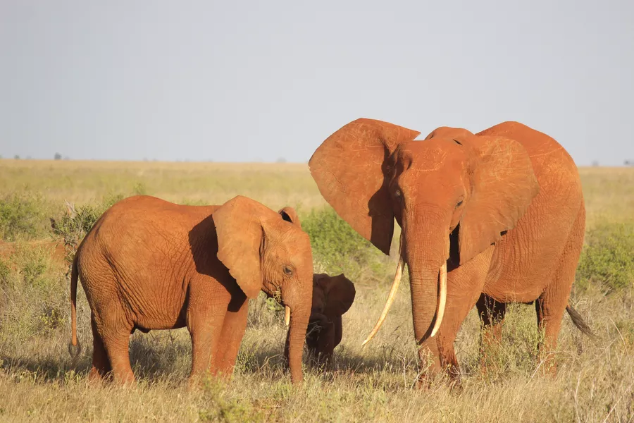 Folkehøgskolen Sørlandet - Globalt Fokus og Experience - Linjetur til Kenya og Zanzibar