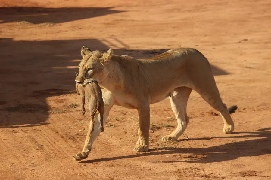 Folkehøgskolen Sørlandet - Globalt Fokus og Experience - Linjetur til Kenya og Zanzibar