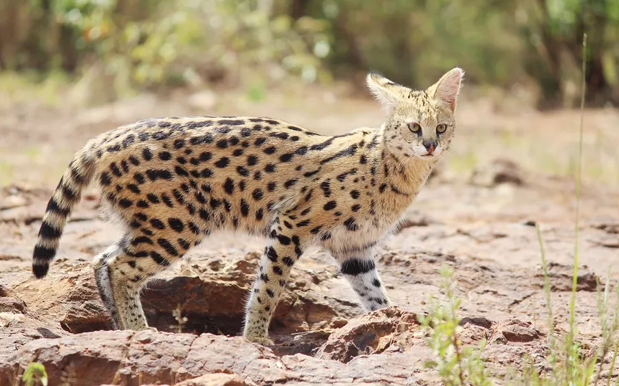 Folkehøgskolen Sørlandet - Globalt Fokus og Experience - Linjetur til Kenya og Zanzibar