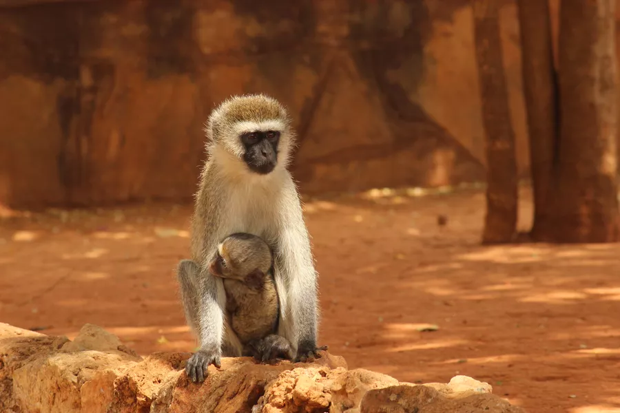 Folkehøgskolen Sørlandet - Globalt Fokus og Experience - Linjetur til Kenya og Zanzibar