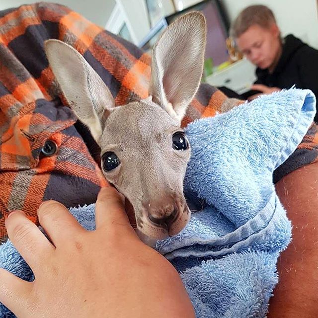 Folkehøgskole på studietur til Australia. Bilde av kengurubaby